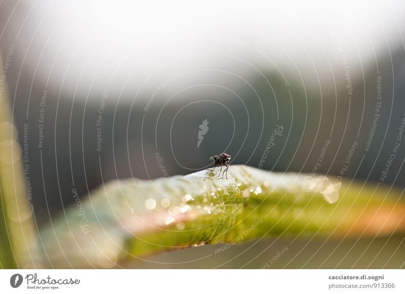 Die Fliege Umwelt Natur Herbst Schönes Wetter Pflanze Gras Grünpflanze Wildtier Insekt 1 Tier sitzen warten einfach frisch klein lustig natürlich Neugier grau