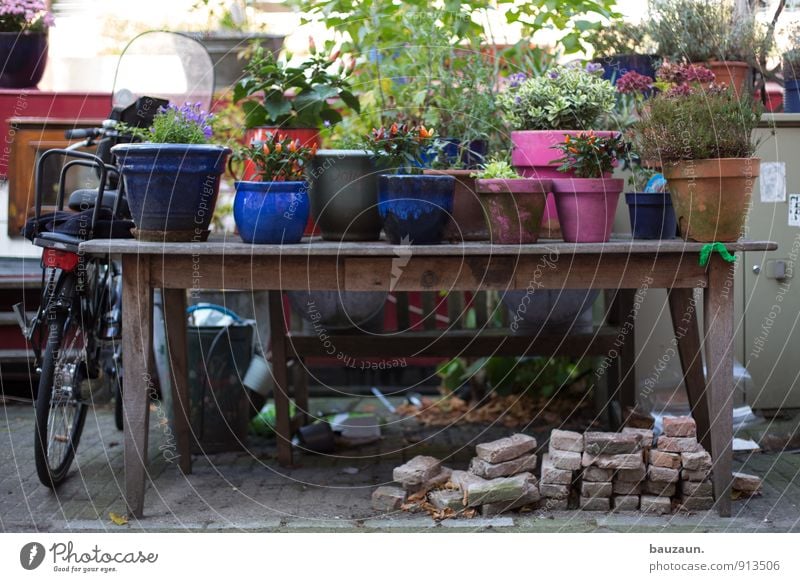 aufm tisch. Häusliches Leben Wohnung Garten Möbel Tisch Gartenarbeit Pflanze Blume Blüte Grünpflanze Topfpflanze Stadt Straße Wege & Pfade Fahrrad Backstein