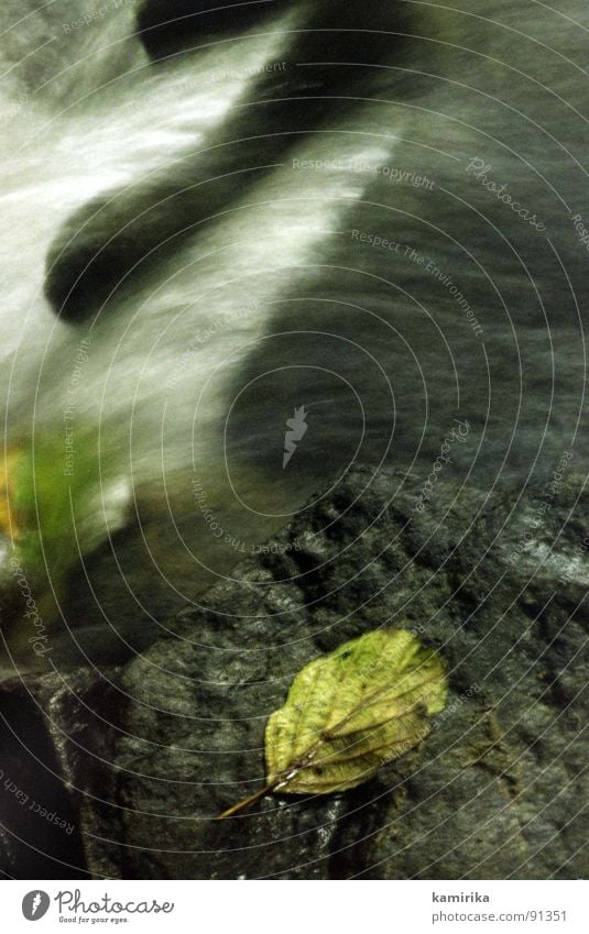 lauf der zeit Zeit Buche Bach fließen alt Farbfleck beruhigend Erfrischung Wasser Stein laufen Fluss Delikt Wasserfall genießen Flüssigkeit silber