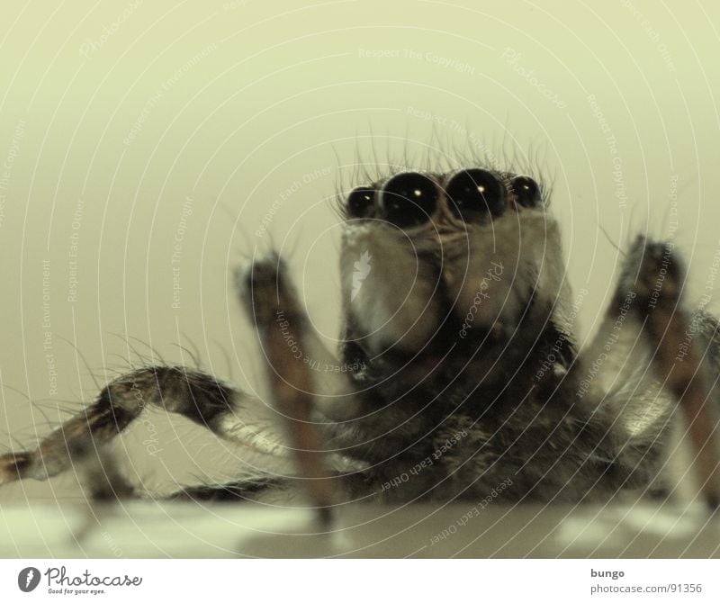 hööö??? Zebraspringspinne Spinne Ekel klein Makroaufnahme Kieferklaue Mandibel Fresswerkzeug Gliederfüßer Angst Panik Nahaufnahme Auge arthropoden spider fear