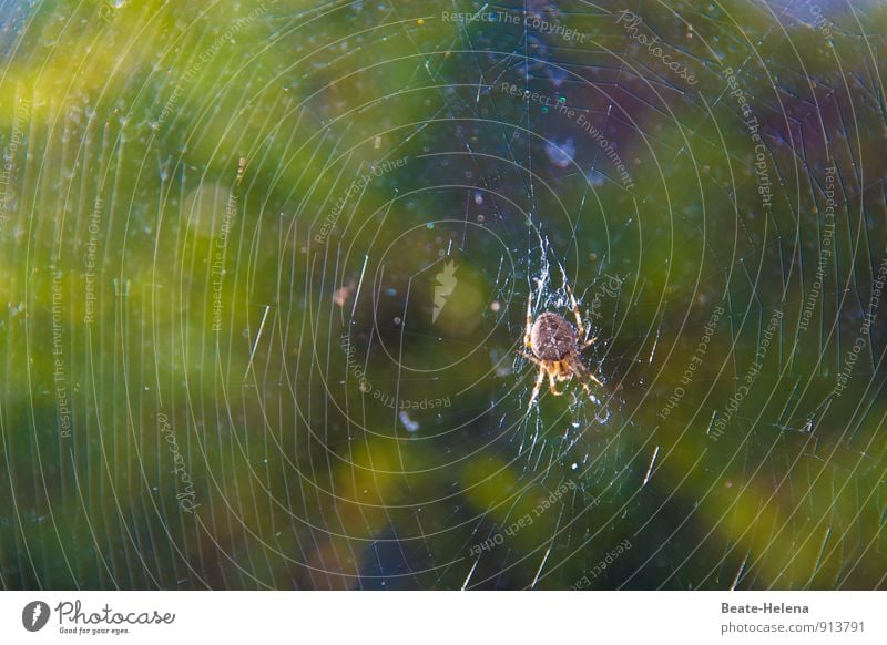 Pfusch am Bau? Natur Tier Spinne Kreuzspinne Arbeit & Erwerbstätigkeit Bewegung fangen festhalten Häusliches Leben braun grün Kraft Leidenschaft fleißig