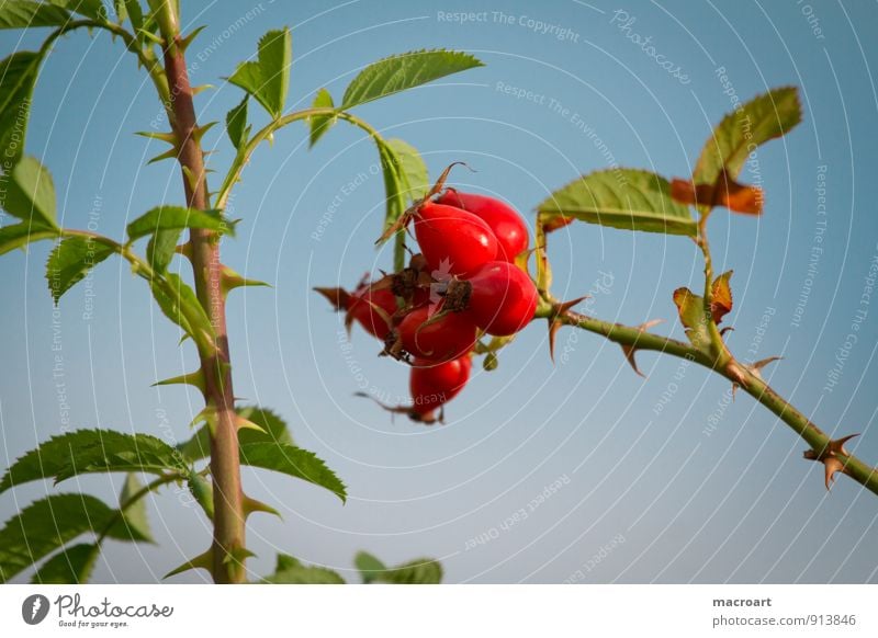 Hagebutten Hundsrose Rose Wildrosen Blüte Beeren Frucht Zweig Sträucher Pflanze rot Himmel blau