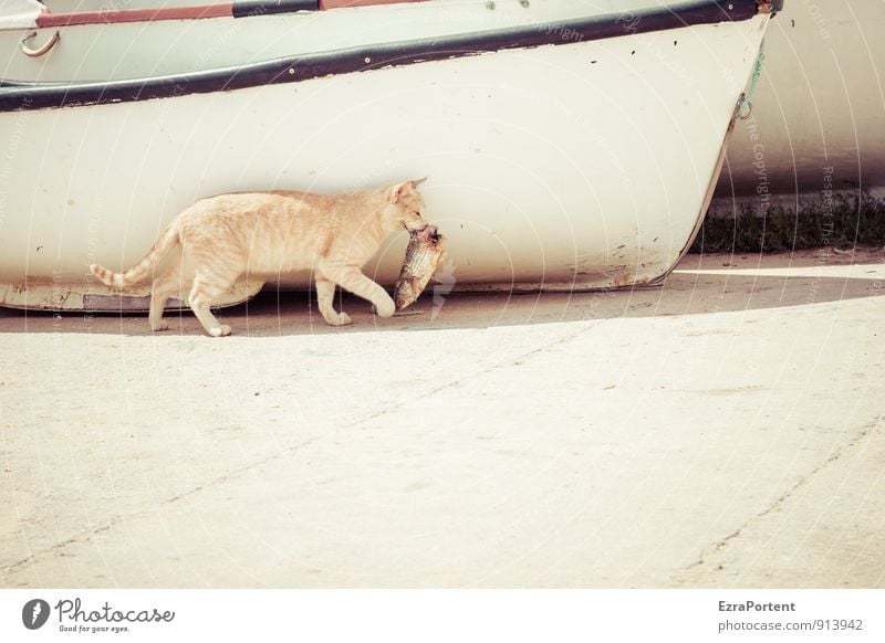 Katze mit Umwelt Natur Stadt Wege & Pfade Tier Haustier Fisch Fell Pfote 2 fangen tragen gelb weiß Wasserfahrzeug Gebiss Fischkopf Tod gefangen Fressen Jäger