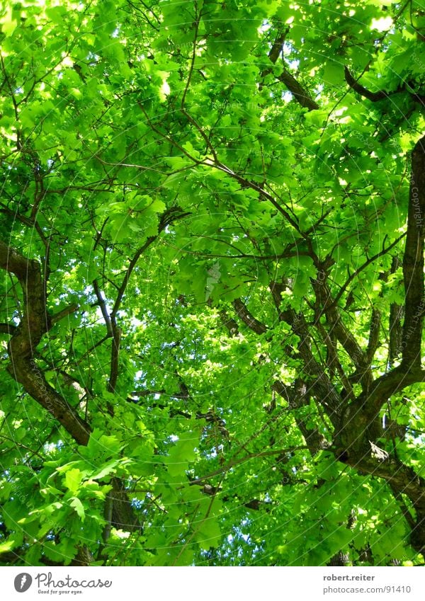 grüner himmel Baum Blatt Sommer Frühling groß Wohlgefühl Glück Photosynthese Wachstum Park Wald Ast Blühend Farbe Baumstamm Leben