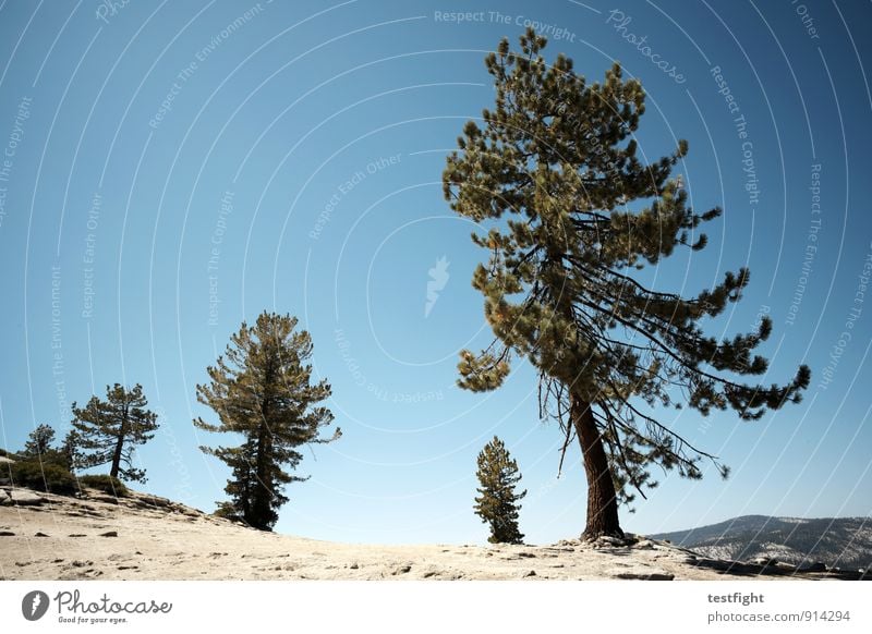 aufstieg Umwelt Natur Landschaft Sand Wolkenloser Himmel Sonne Hügel Berge u. Gebirge Gipfel gehen wandern Freiheit Freizeit & Hobby Tourismus Umweltschutz Baum