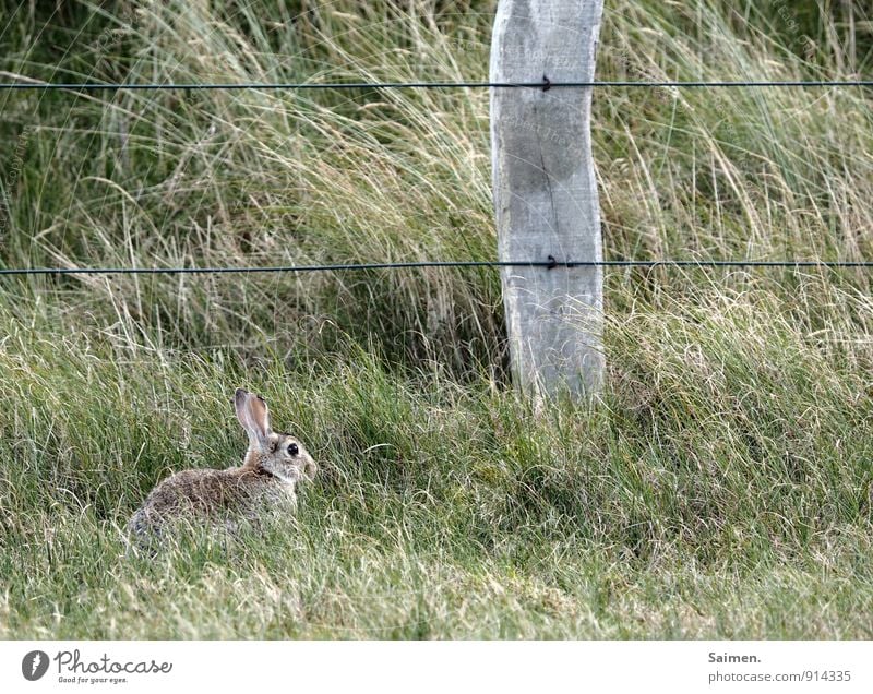 die fabel vom hasen und dem pfosten Umwelt Natur Pflanze Tier Gras Wildtier 1 sitzen Hase & Kaninchen Zaunpfahl grün Grünfläche Zusammensein Kommunizieren