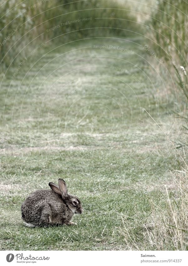 eingemümmelter mümmelmann Umwelt Natur Wiese Feld Tier Wildtier 1 sitzen Hase & Kaninchen grün Ohr gemütlich ungemütlich einzeln Einsamkeit Traurigkeit Farbfoto