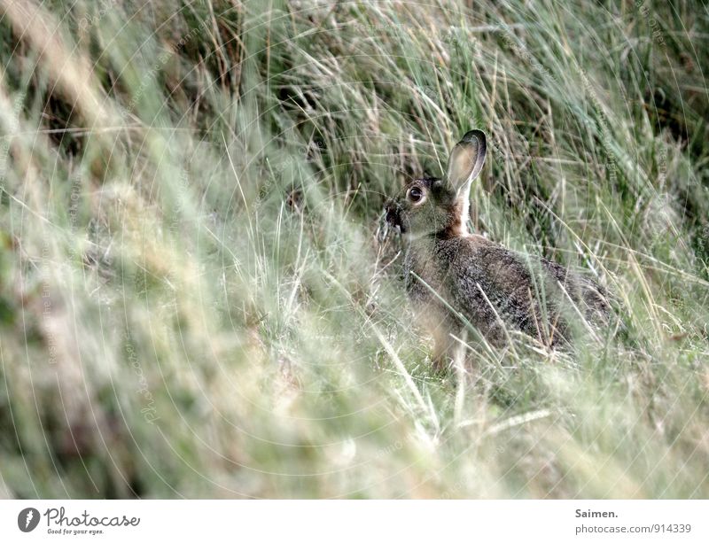 Tarnhase Natur Landschaft Wiese Tier Wildtier Tiergesicht Fell 1 sitzen Schutz Schwäche Umwelt Geborgenheit verstecken Wachsamkeit Ohr Hase & Kaninchen Feld