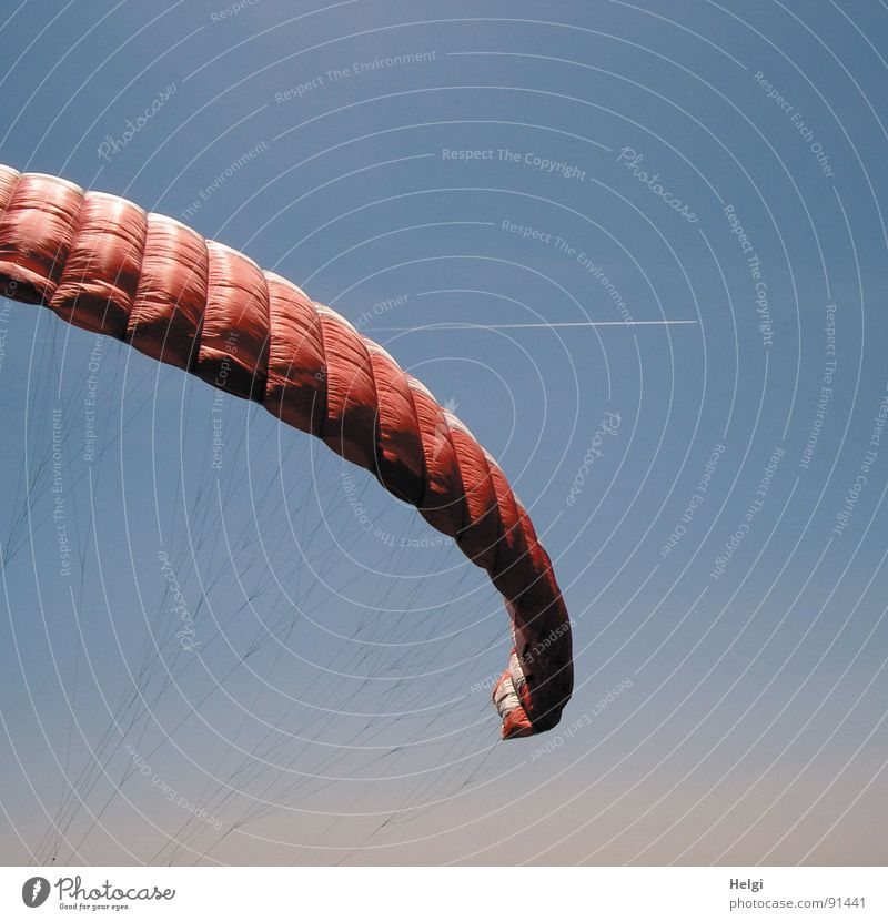 Frei wie ein Vogel... Farbfoto Gedeckte Farben Außenaufnahme Detailaufnahme Menschenleer Textfreiraum rechts Textfreiraum oben Hintergrund neutral Tag Schatten