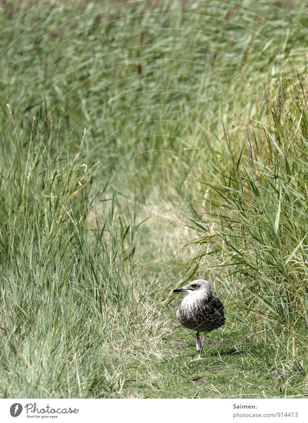 Schulterblick Umwelt Natur Landschaft Pflanze Tier Gras Wiese Wildtier Vogel Tiergesicht 1 Bewegung laufen Schnabel Wege & Pfade grün Blick Farbfoto