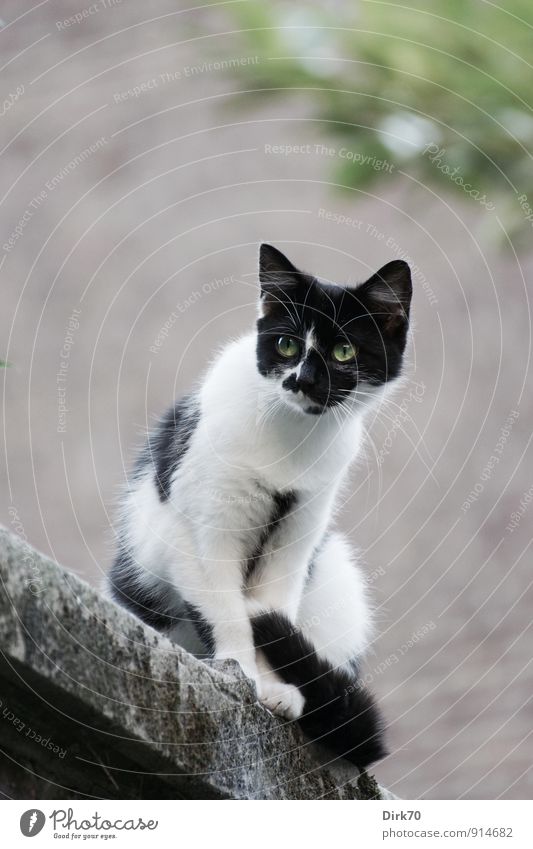 Watching from above Sommer Baum Blatt Garten Gent Stadt Haus Mauer Wand Hinterhof Tier Haustier Katze 1 Steinmauer Backstein beobachten hocken sitzen Neugier