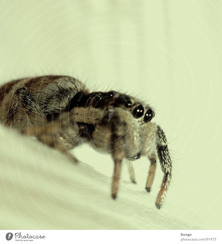 Klebeband Zebraspringspinne Spinne Ekel klein Makroaufnahme Kieferklaue Mandibel Fresswerkzeug Gliederfüßer Nahaufnahme Angst Panik Auge arthropoden spider fear