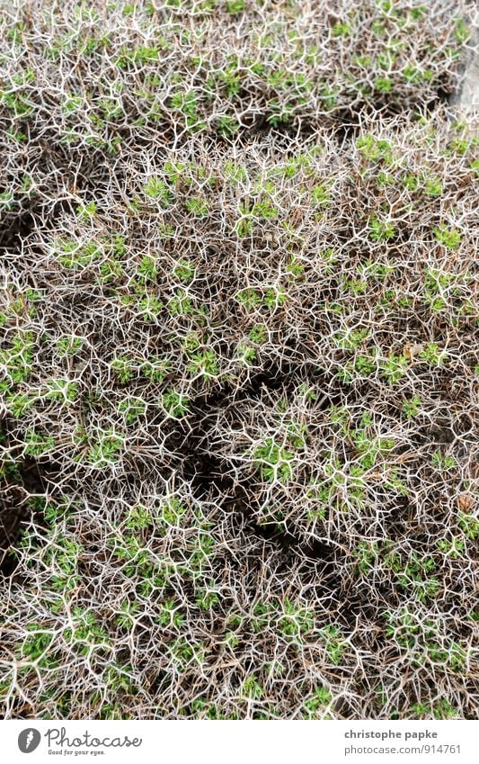 Stacheldornen-Struktur Ferien & Urlaub & Reisen Sommerurlaub Natur Pflanze Sträucher Wildpflanze exotisch Blühend stachelig bizarr Strukturen & Formen Dorn