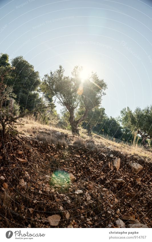 and all that i can see is just another olive-tree Ferien & Urlaub & Reisen Tourismus Sommer Sommerurlaub Sonne Natur Pflanze Himmel Wolkenloser Himmel