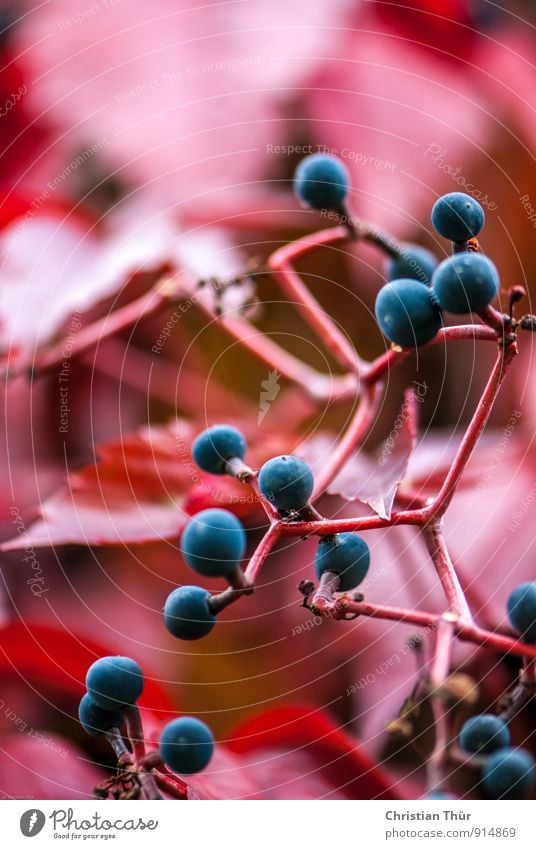 Wilde Beeren im Herbst Gesundheit Gesundheitswesen Gesunde Ernährung Zufriedenheit Sinnesorgane Erholung ruhig Meditation Umwelt Natur Schönes Wetter Pflanze