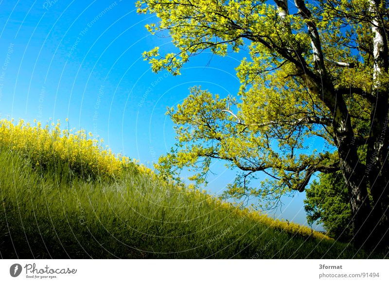 waldesende Raps Pflanze gelb grün Frühling Feld Rapsfeld Landwirtschaft Honig Biene Blüte Blume Windows XP ökologisch kalt Unterholz Spuren Grenze Schneise tief