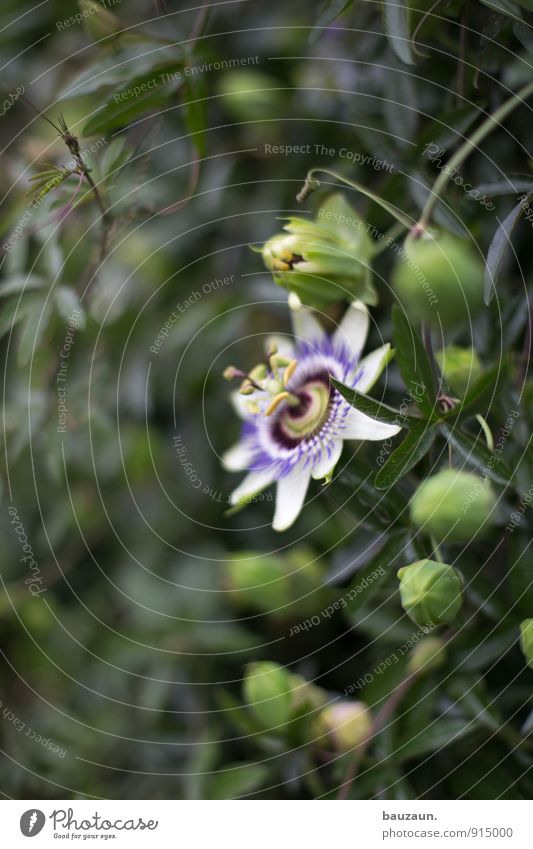 eine blume. Garten Gartenarbeit Umwelt Natur Pflanze Sommer Blume Blüte exotisch Park Blühend schön grün Farbfoto Nahaufnahme Detailaufnahme Menschenleer