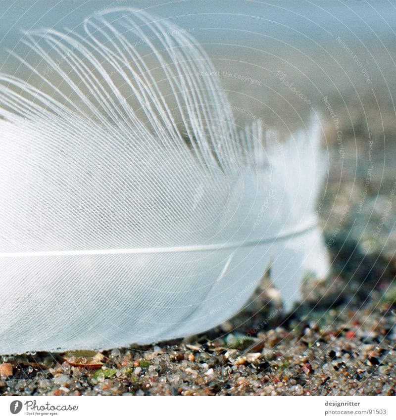 Fluggerät 1 Vogel Schwan Feder leicht zart zerbrechlich Daunenfeder Schwanenfeder fliegen Flügel feather bird swan fly wing wings light