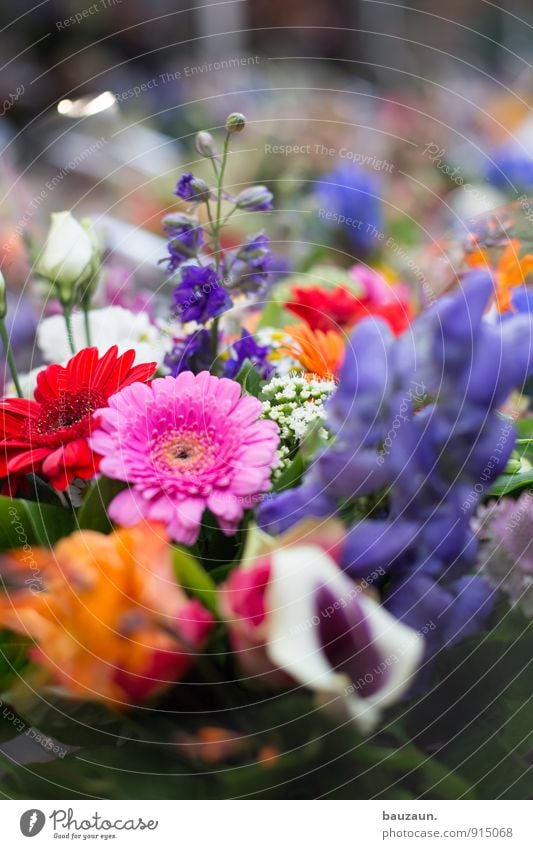 mehr blumen. kaufen Stil Freude Glück Wohlgefühl Zufriedenheit Sinnesorgane Duft Feste & Feiern Valentinstag Muttertag Pflanze Blume Blüte Stadt Marktplatz