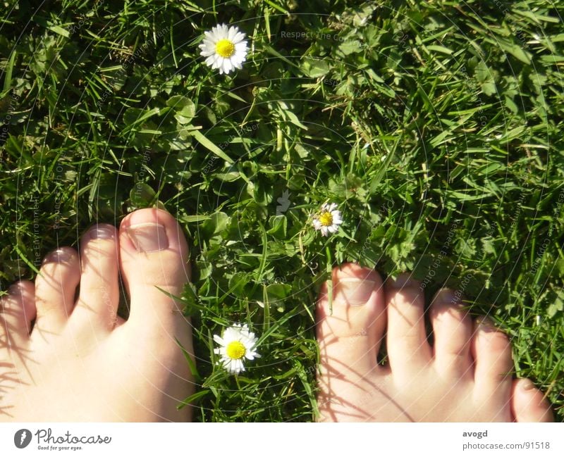 Die dicken Onkel Zehennagel Nagel Barfuß Gänseblümchen Sommer Frühling grün weiß gelb Gras Blume Blüte Hautfarbe Fuß Rasen Sonne dicker Onkel Bodenbelag