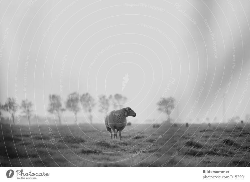 forgetting about rush and routine Natur Landschaft Wolkenloser Himmel Gras Wiese Feld Nordsee Tier Nutztier Schaf 1 beobachten stehen grau schwarz weiß Stimmung