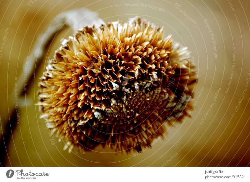 Vom letzten Sommer Sonnenblume Blume trocken braun Pflanze Umwelt Herbst Stengel Vergänglichkeit getrocknet verblüht Tod orange Natur