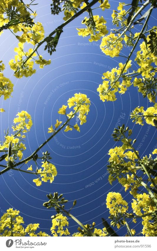 Von unten betrachtet Feld Raps gelb Pflanze Froschperspektive Himmel blau liegen