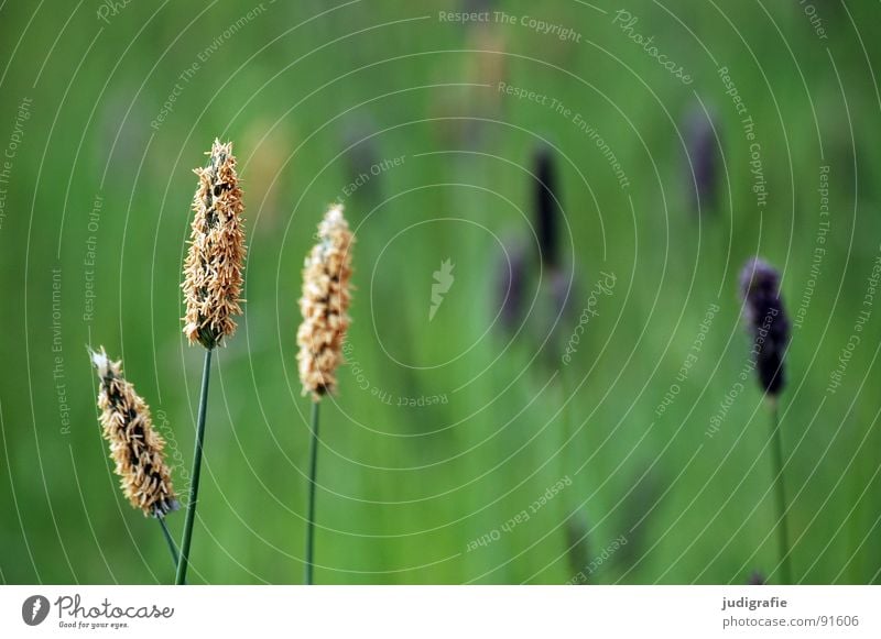 Gras grün violett Stengel Halm Ähren glänzend schön weich Rauschen Wiese zart beweglich sensibel federartig Sommer blau Pollen rispe rispen flimmer Weide sanft