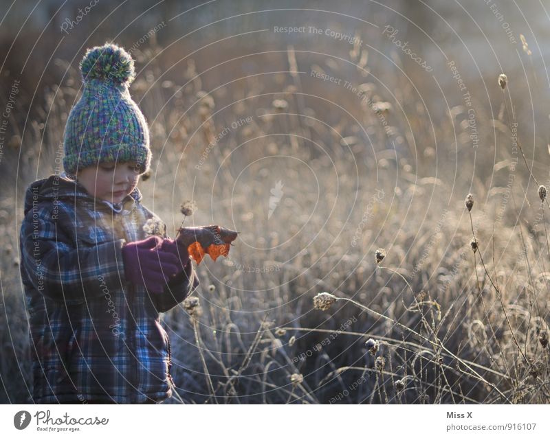 Raureif Freizeit & Hobby Spielen Mensch Kind Kleinkind Junge 1 1-3 Jahre 3-8 Jahre Kindheit Umwelt Natur Herbst Winter Wetter Eis Frost Schnee Schneefall Blume