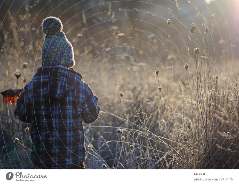 Der Morgen Mensch Kind Kleinkind Junge 1 1-3 Jahre 3-8 Jahre Kindheit Herbst Winter Nebel Eis Frost Sträucher Blatt Feld Mütze kalt Gefühle Stimmung Wetter