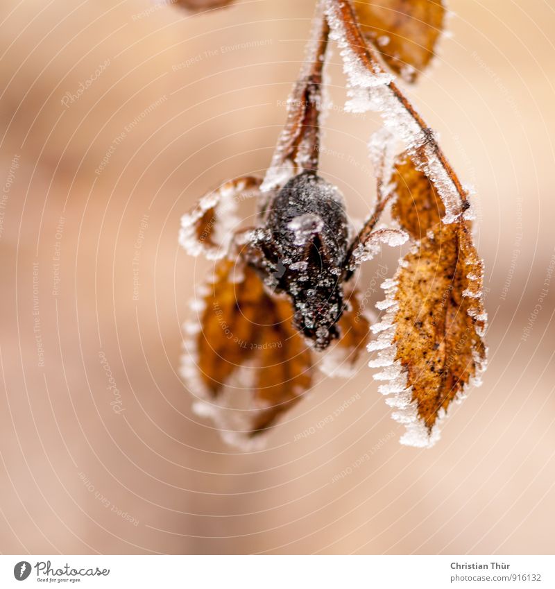 Frostblätter Wohlgefühl Zufriedenheit Sinnesorgane Erholung ruhig Meditation Ferien & Urlaub & Reisen Winter Schnee Winterurlaub Umwelt Natur Wasser