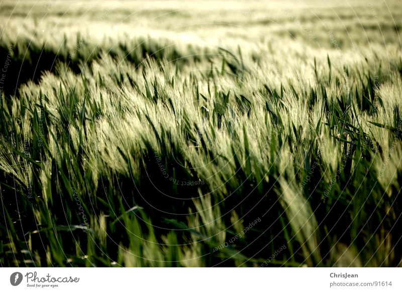 Gerste Feld grün Abend Abendsonne Beleuchtung Stimmung Agra Landwirtschaft Halm Frühling sonne atmosphäre Korn Abenddämmerung Natur Wind wehen nikon d40