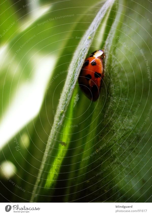 Silent And Safe Insekt Marienkäfer Geborgenheit Gras Sicherheit ruhig rot grün Wiese Tier weiß schwarz schlafen Natur Glücksbringer Makroaufnahme Nahaufnahme