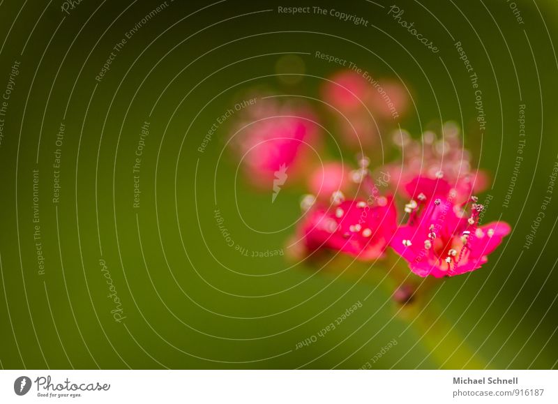 Kleine Blüten Umwelt Natur Pflanze klein natürlich rosa rot zart Unschärfe Farbfoto Außenaufnahme Makroaufnahme Schwache Tiefenschärfe