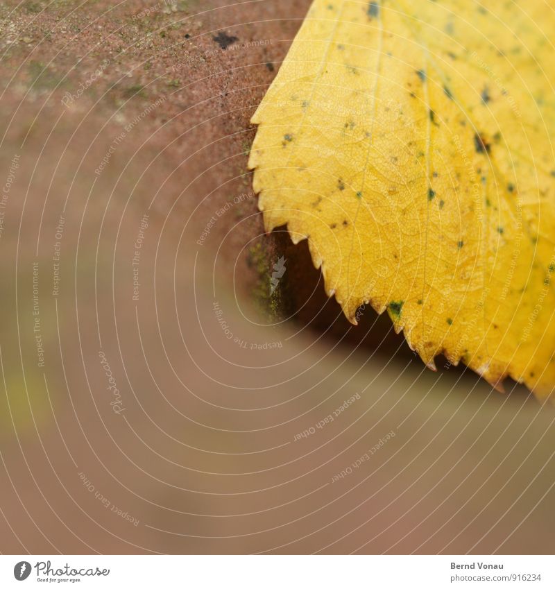 abschied Herbst Pflanze Blatt gelb rot Sandstein Blattadern zart rau gefleckt rund weich Herbstlaub Zacken Farbfoto Außenaufnahme Nahaufnahme Menschenleer