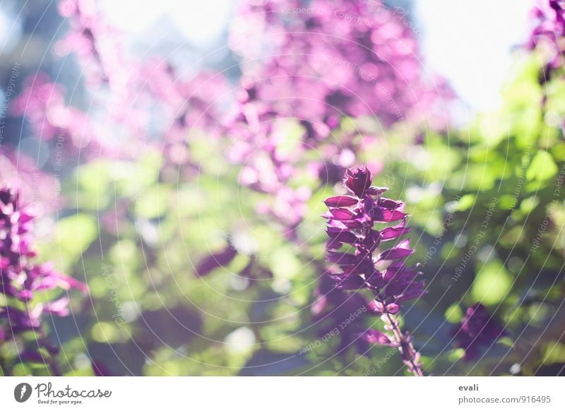 Frühling im Garten Pflanze Sonnenlicht Sommer Schönes Wetter Blume Sträucher Park Blühend grün violett Frühlingsgefühle Frühlingsblume Frühlingstag Unschärfe