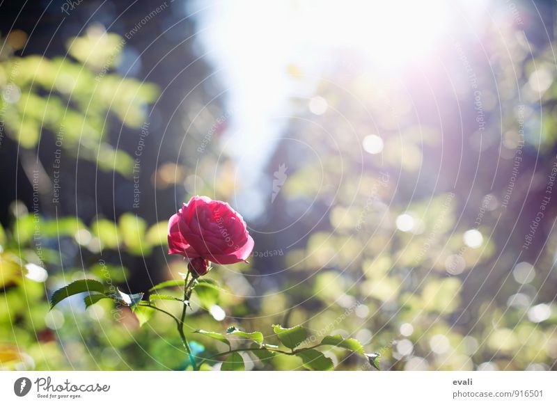 Frühlingsgefühle Pflanze Sonnenlicht Sommer Schönes Wetter Blume Rose Blüte Garten Park Blühend grün rot Frühlingstag Frühlingsblume Rosengewächse Rosenblüte