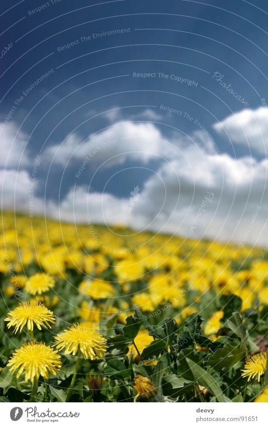 löwensommer Sommer Wolken Löwenzahn Blume Blüte gelb grün Juni Juli Ferien & Urlaub & Reisen frisch Pflanze Freizeit & Hobby Unschärfe Wiese Blumenwiese Feld