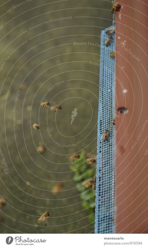 Stockwerk | Stock für die Bienchen Umwelt Natur Tier Wildtier Biene Schwarm Arbeit & Erwerbstätigkeit fliegen dünn authentisch elegant einzigartig klein nah