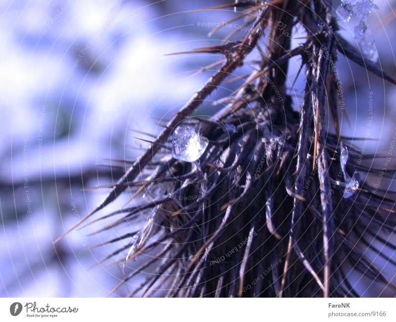 Distel Pflanze Unschärfe Makroaufnahme Nahaufnahme blau