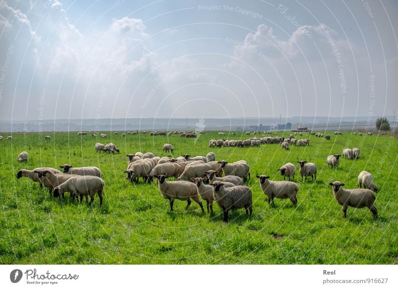 Wolken und Schafe Bauernhof Schäfer Umwelt Natur Himmel Sommer Wetter Schönes Wetter Grünpflanze Nutzpflanze Grasland Wiese Feld Weide Tier Nutztier Schafherde