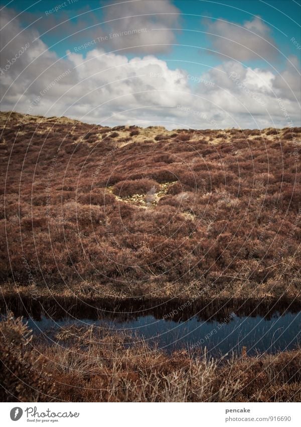 wohlfühloase | give me moor Natur Landschaft Urelemente Sand Frühling Winter Nordsee Moor Sumpf Oase Zeichen Wellness Rømø Düne Heide heimatlich Farbfoto