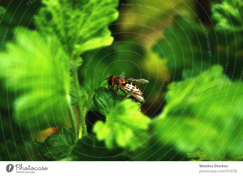 SCHWEBFLIEGE Schwebfliege Insekt Biene Sommer Blatt Sträucher Pflanze grün Pause klein gestreift Schmerz fliegen Flügel