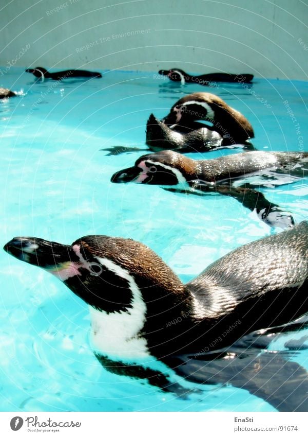 Pinguin-Alarm Zoo schwarz Schnabel kalt Tier Sommer Reinigen Wasser blau Eis Polar Lichterscheinung hell Klarheit Schwimmen & Baden