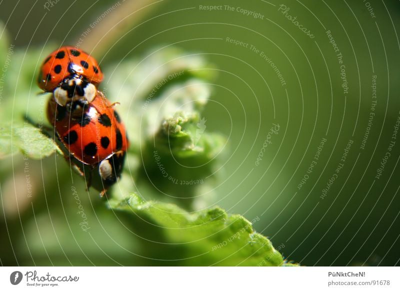 Frühlingsgefühle Marienkäfer Blatt Sommer Tier 2 grün Fortpflanzung Freude Käfer Punkt Natur paarweise Tierpaar