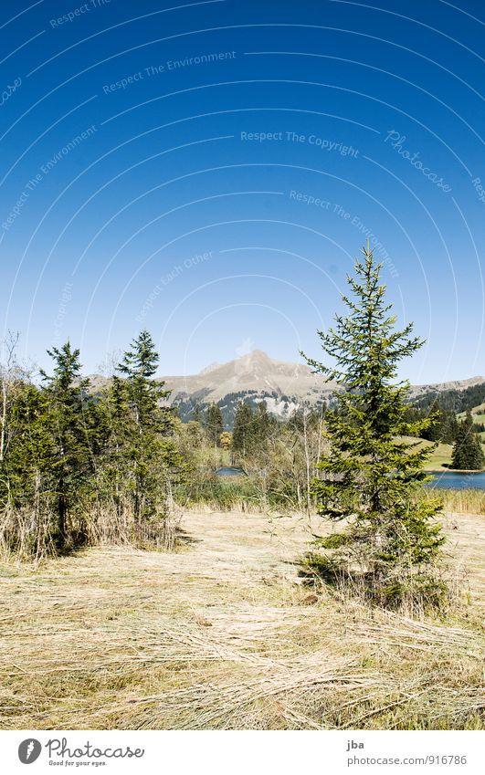 am Lauenensee Erholung ruhig Ausflug Freiheit Sommer Berge u. Gebirge wandern Natur Landschaft Herbst Schönes Wetter Gras Tanne Stroh Alpen Seeufer Saanenland