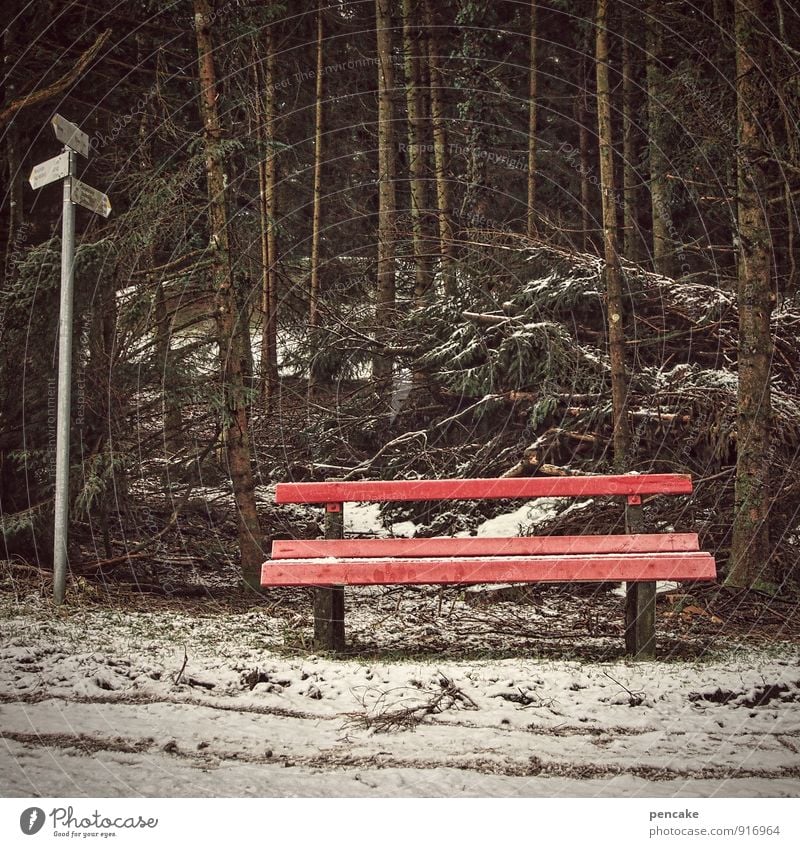 weißt du wohin? Urelemente Erde Winter Schnee Baum Wald Zeichen wandern kalt Einsamkeit Zukunft Bank rot Wegweiser Fichtenwald Orientierung Farbfoto