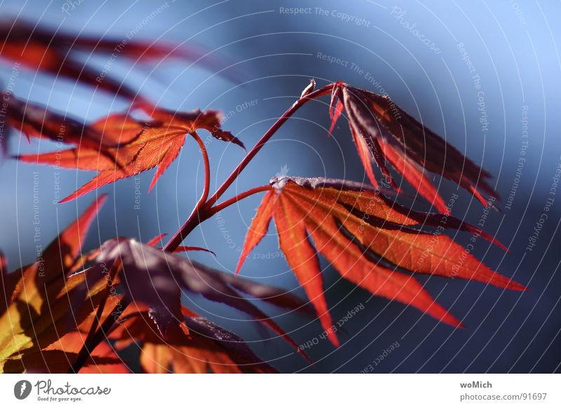 er tanzt im Wind Ahorn Baum Blatt Botanik Park Licht Sonne rot zart Windspiel Frühling Sommer Offenblende Garten Freude Roter Fächerahorn Atropurpureum Acer