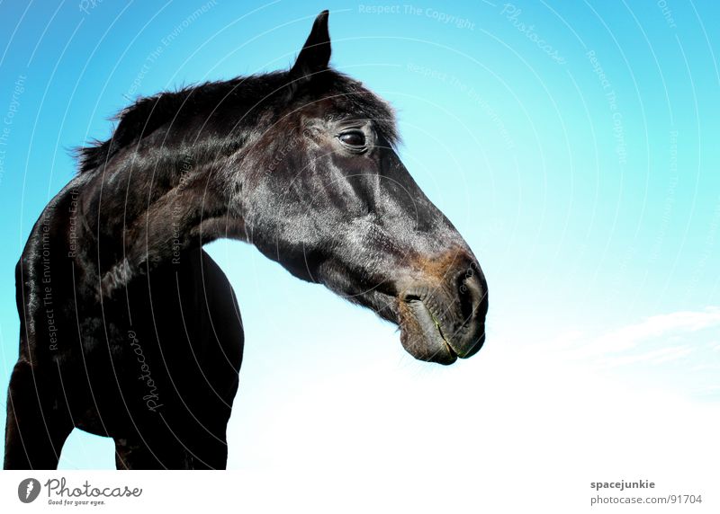 Just a horse Pferd Tier Außenaufnahme Gras Halm Fressen Mähne Wiese schwarz Säugetier Natur Himmel blau Blick Weide elegant