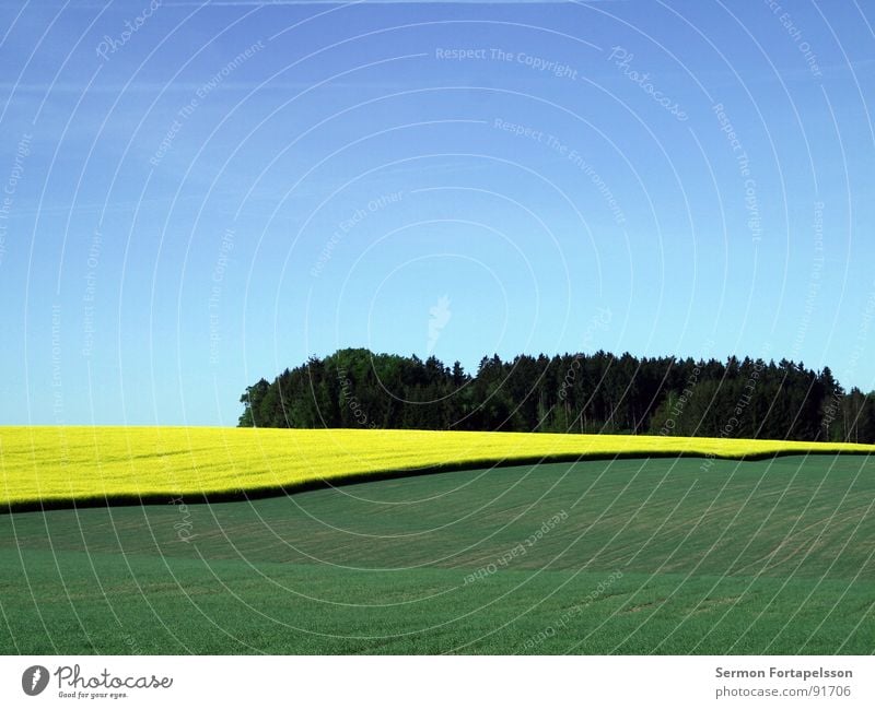 raps_mai_1 Feld Raps Frühling Mai Horizont Physik Ferne groß Wiese Pflanze Landwirtschaft grün gelb Himmel blau verrückt Wärme ruhig Amerika Landschaft Ackerbau